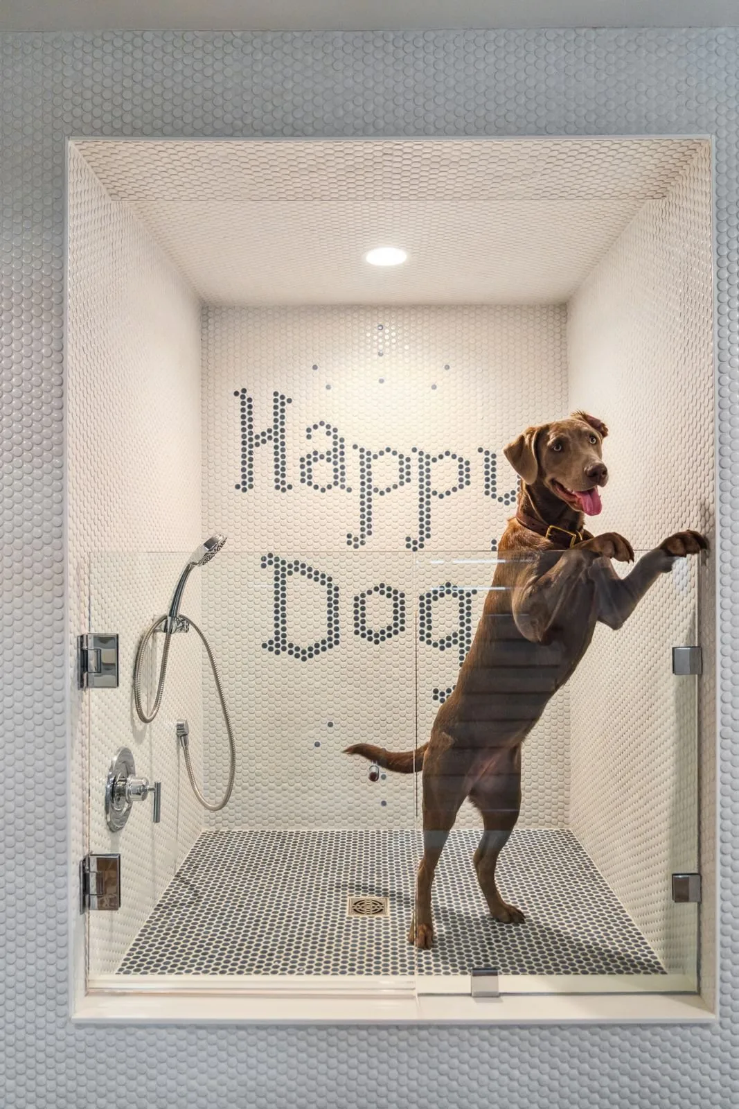 Tiled dog shower with a handheld sprayer built into a coastal mudroom.